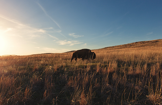 bison roaming